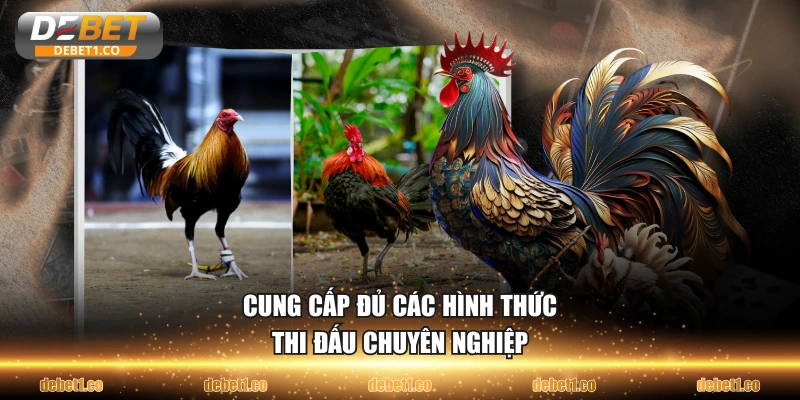 Cung cấp đủ các hình thức thi đấu chuyên nghiệp